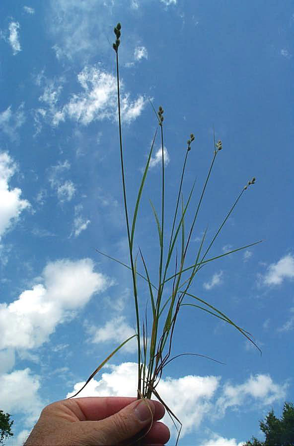 Long's Sedge