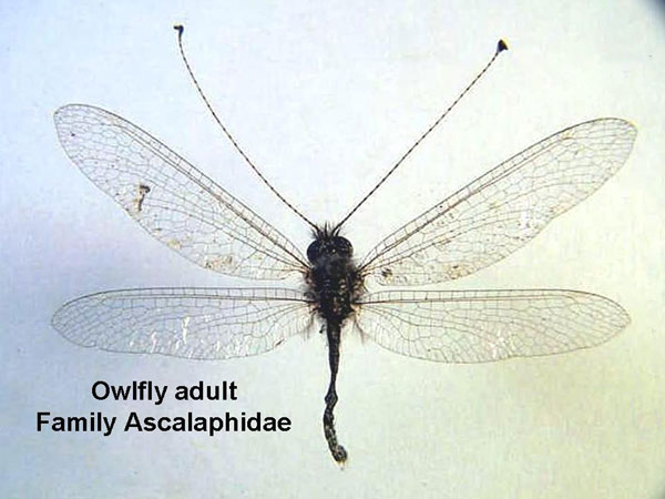 Owlfly 1