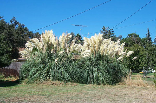 Pampas Grass