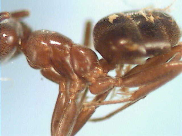 Pine Tree Ant