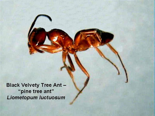 Pine Tree Ant