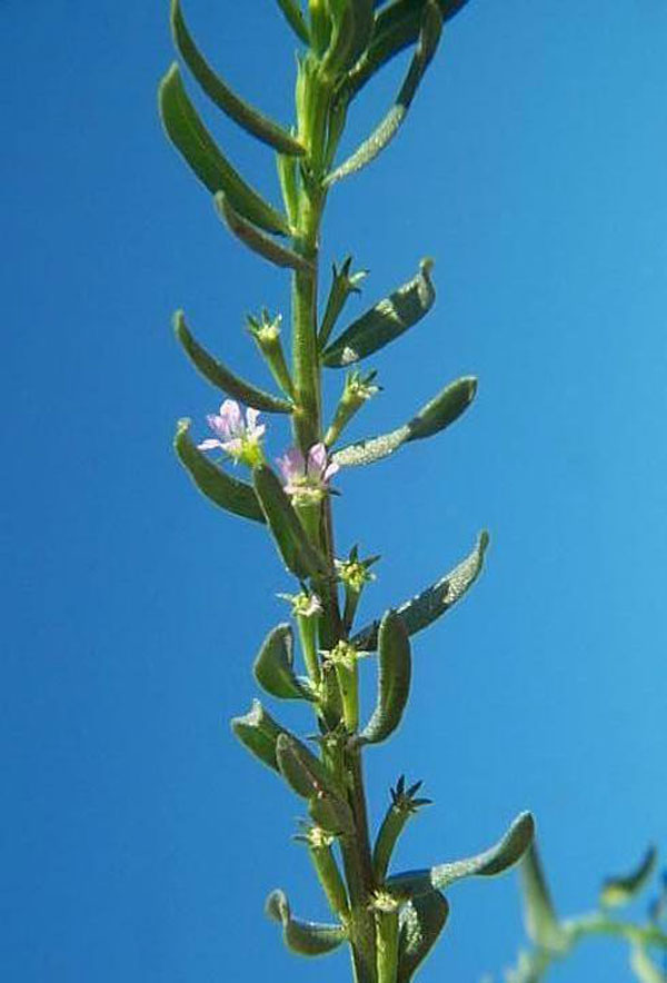 Purslane Speedwell