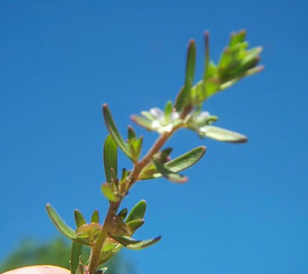 Purslane Speedwell