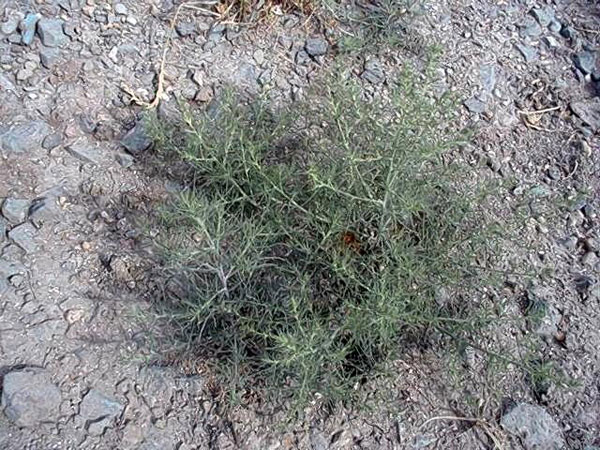 Russian Thistle