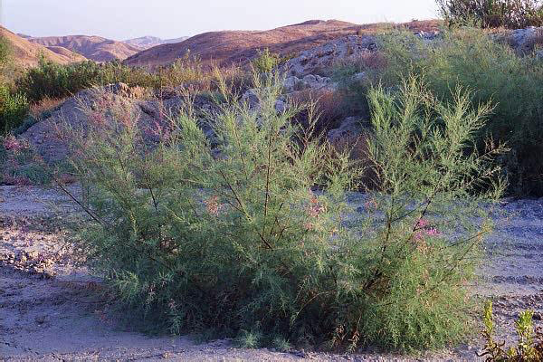 Saltcedar