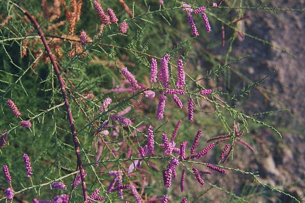 Saltcedar