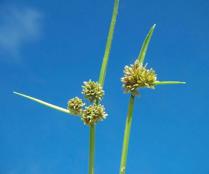 Variable Flatsedge