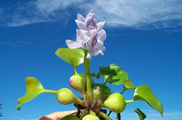 Water Hyacinth