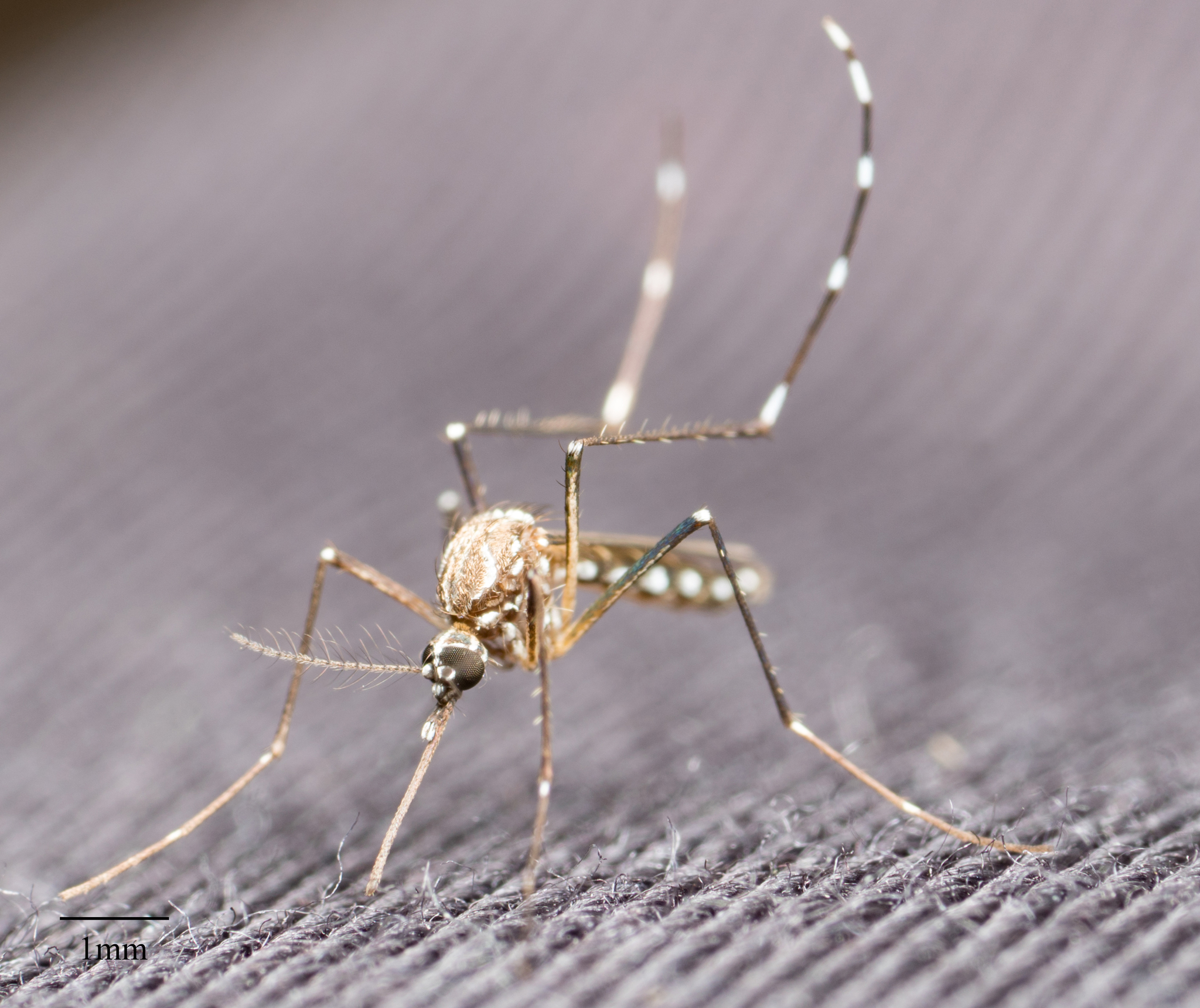 Pestweb Login - 9sde7hh